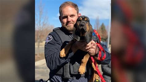 Boulder County Sheriff's Office gets a new floppy-eared team member